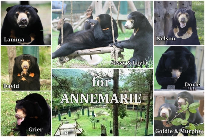 Annemarie là gấu chó thứ 10 ở Trung tâm Cứu hộ Gấu Việt Nam.