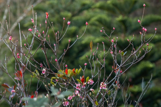 Hoa và nụ đào chuông khoe sắc.
