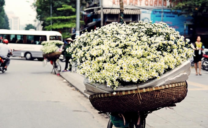 Cúc họa mi mang theo những bình dị xuống phố.