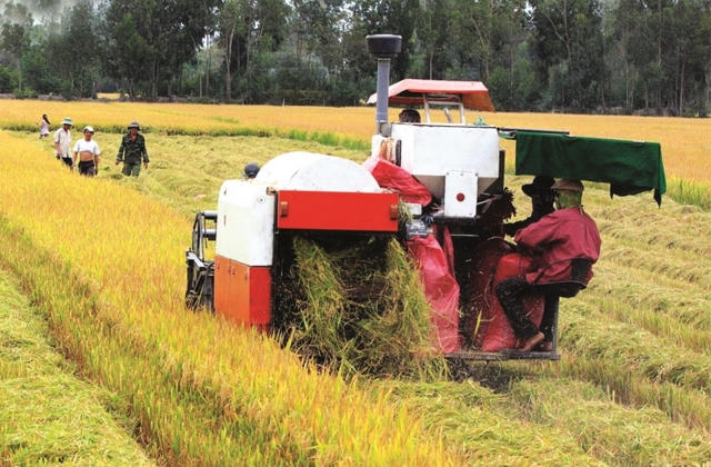 Ngân hàng nhà nước chỉ đạo đẩy mạnh cho vay thu mua, kinh doanh thóc, gạo