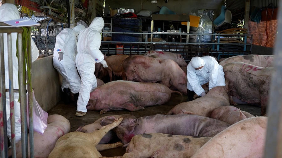 Có 21/22 mẫu dương tính với virus gây bệnh dịch tả lợn châu Phi (ASFV).