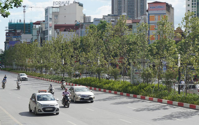 Hàng cây phong lá đỏ sống tươi tốt giữa cái nắng nóng như "chảo lửa" ở Hà Nội.