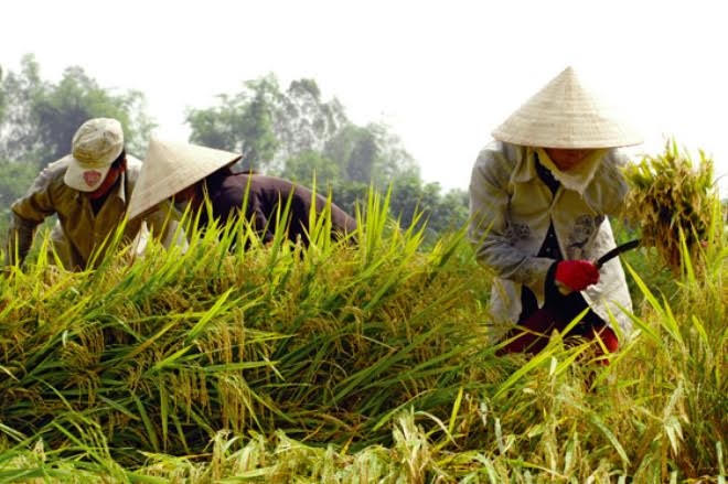 Nhiều chính sách đầu tư công cho nông nghiệp đã không đến được tay người nông dân. (Ảnh minh họa)