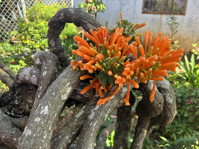 Khi sống lâu dần, thân xác pháo leo sẽ hóa gỗ. Xác pháo sống lâu năm, tốc độ phát triển trung bình nhưng rất nhiều cành nhánh, chiều cao cây có thể đạt 20m.