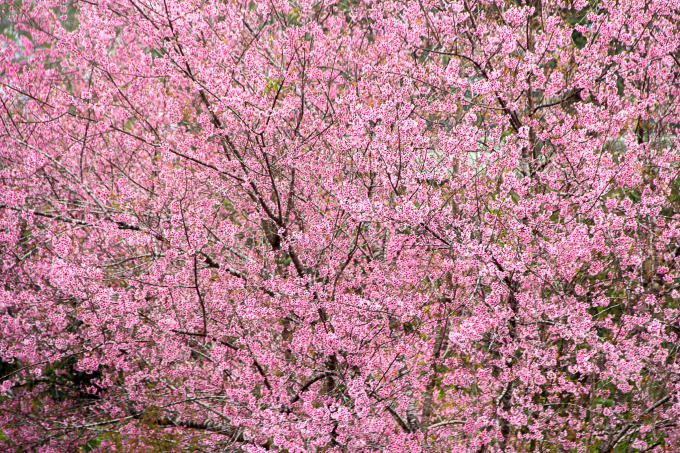 Cây hoa Mai Anh Đào đã nở rộ như đón mùa xuân về