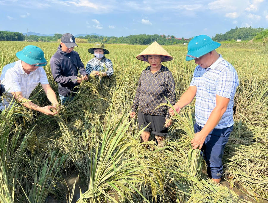 Chi cục Trồng trọt và Bảo vệ thực vật tỉnh Tuyên Quang hướng dẫn người dân khắc phục thiệt hại cây lúa sau hoàn lưu bão số 3. (Ảnh: tuyenquang.gov.vn)