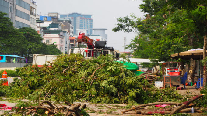 Hà Nội: Bắt đầu chặt hạ, đánh chuyển 130 cây xanh trên đường Kim Mã