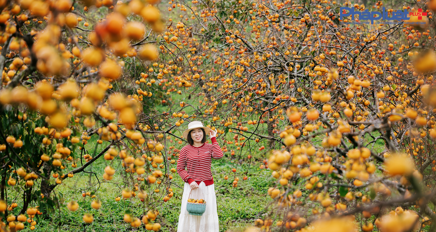 Cận cảnh sắc hồng Mộc Châu vào mùa khoe sắc thu hút đông đảo du khách