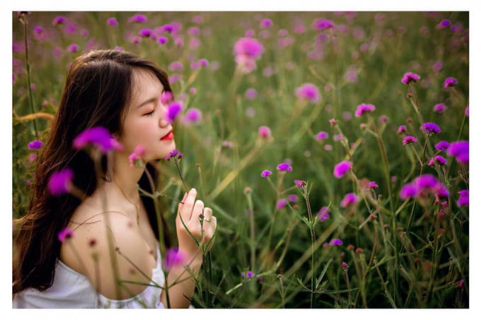 Như món quà dành cho khách phương xa, đúng kỳ nghỉ lễ cũng vừa lúc hoa bung rực rỡ cả đồi. Sắc tím dịu dàng và hương thơm nhẹ khiến bất cứ ai cũng cảm thấy thư thái, như thể đang dạo bước giữa một đồi hoa tím vùng Provence nước Pháp. 