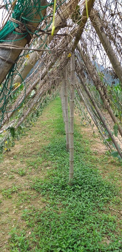 94229330_706929476779431_6168134286202372096_n