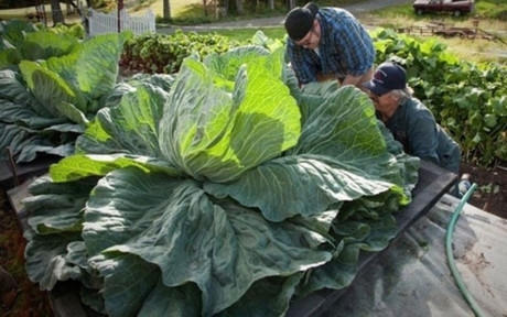 Cây bắp cải khổng lồ khiến nông dân