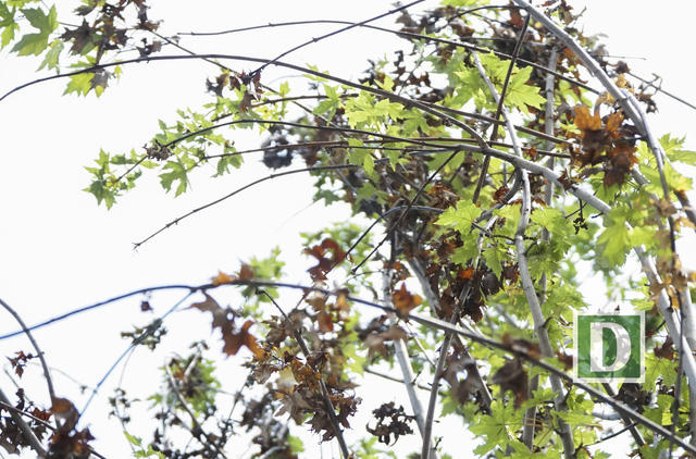 Rất nhiều lá cây phong tại đây đã vội vã đổi màu dù còn rất lâu mới tới mùa thu.