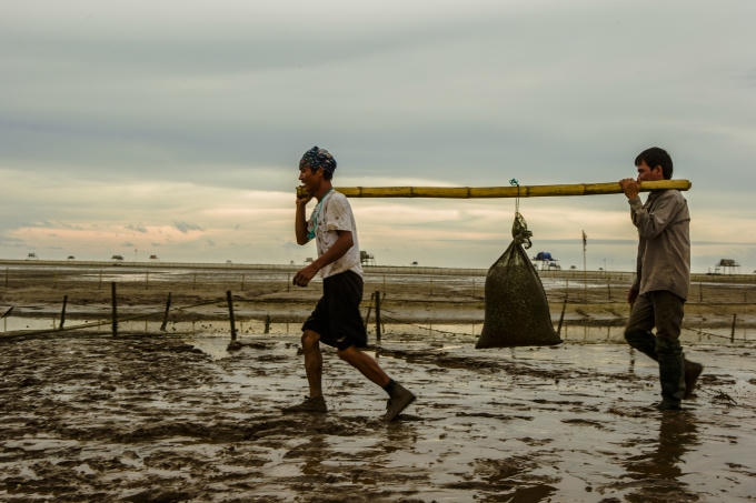 Bao tải ngao giống được tiếp tục đem ra s&agrave;ng.
