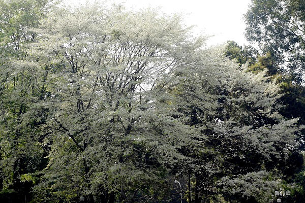 Chùm ảnh: Hà Nội những ngày hoa sưa nở trắng các con phố