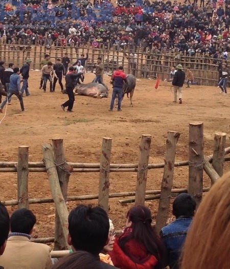 Y&ecirc;n B&aacute;i: H&agrave;ng ngh&igrave;n người n&ocirc; nức đi xem lễ hội chọi tr&acirc;u