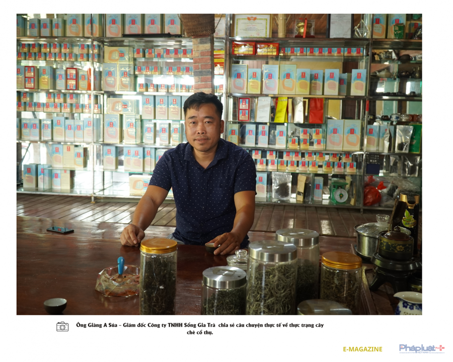 Đau đáu tìm cách bảo tồn và phát triển cây chè shan tuyết cổ thụ