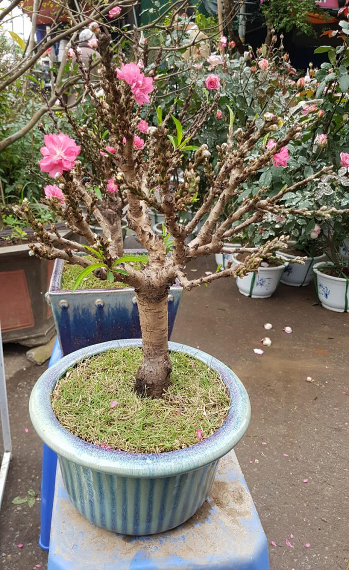 Hoa có cả ở gốc, cành và thân cây, hoa nở to.