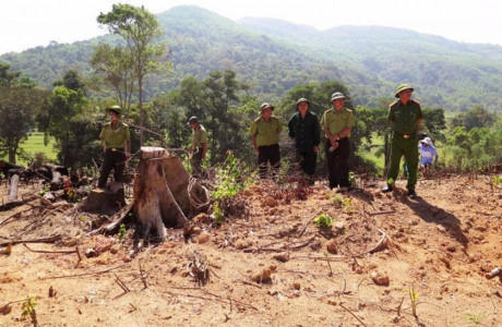 Cơ quan chức năng tỉnh Bình Định kiểm tra khu vực rừng bị tàn phá.