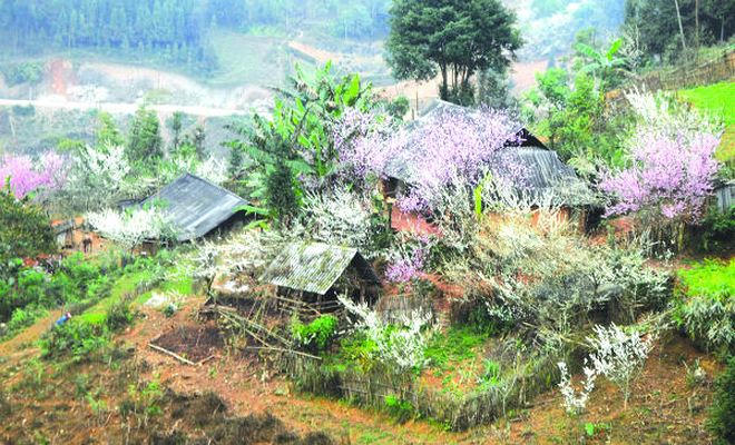 Xu&acirc;n sớm ở bản người M&ocirc;ng