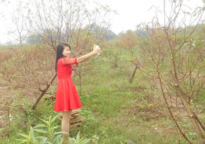 Nghe tin đào Nhật Tân đã nở, nhiều bạn trẻ nô nức đi thưởng thức hoa