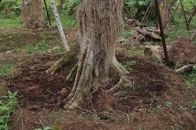 Để cung cấp đủ chất dinh dưỡng, gốc cây được đắp 3 lần theo đúng quy trình. Trong đó, lần thứ 3 là lớp đất có tác dụng như lớp thảm bì để giữ nhiệt độ ổn định, tránh sự xói mòn gốc cây, kích thích bộ rễ phát triển, và giữ cho cây không bị rung lắc khi thời tiết không thuận lợi.