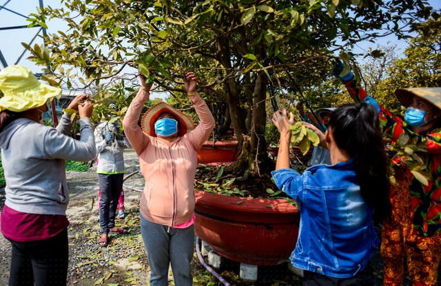 Trong những ngày này, vườn mai có gần 40 người cả làm chính và thời vụ. Phụ nữ được ưu tiên đứng làm việc dưới đất.