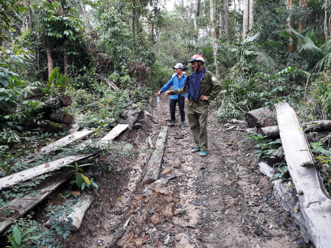 Đường đi trong rừng do lâm tạo ra để khai thác gỗ tại tiểu khu 703 do Công ty LN Ea Kar quản lý bảo vệ.