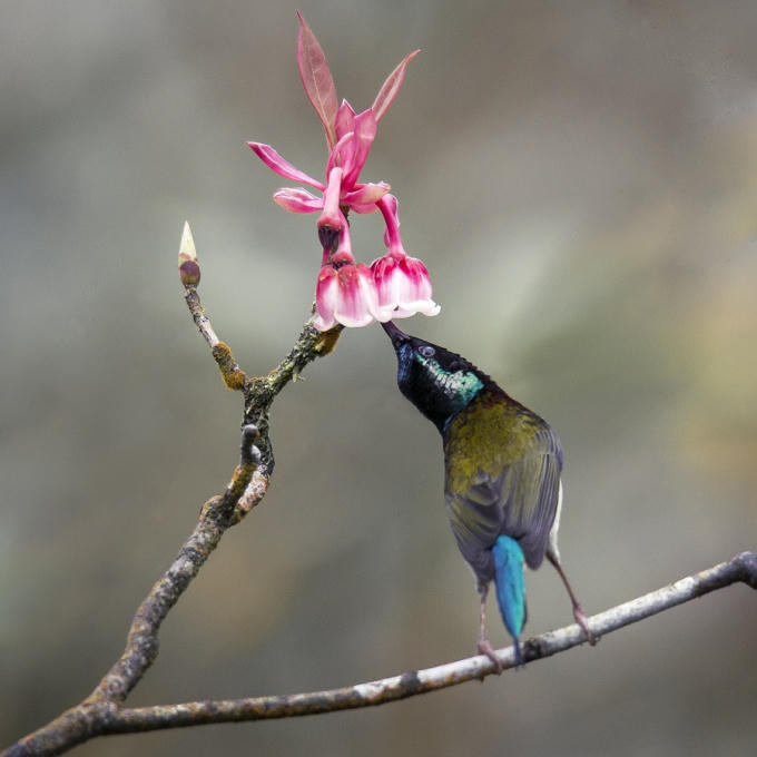 Những chú chim đuôi nhọn háo hức vờn vít quanh những chiếc chuông nhỏ xinh treo lơ lửng trên cành hoa thô mộc mốc thếch màu thời gian, tạo nên khung cảnh sinh động tự nhiên đầy lôi cuốn trong bức hình của các nhiếp ảnh chuyên nghiệp lẫn nghiệp dư… Và bởi thế, bắt được khoảnh khắc chim hút mật bên hoa đào chuông được coi là “chiến thắng vang dội” của những thợ săn ảnh và thể hiện đẳng cấp của những tay chơi ảnh mỗi khi lên đến Bà Nà dịp này.