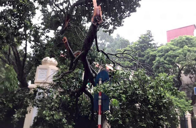 Hà Nội mưa liên tục sau bão, cây xanh gãy đổ ở nhiều nơi - 8