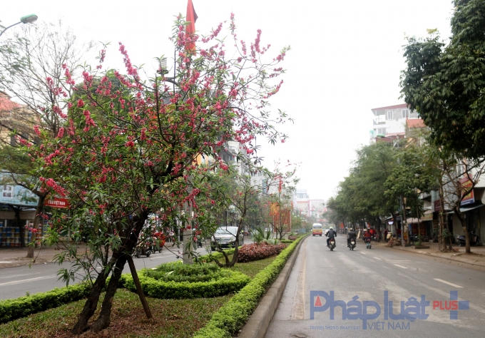 Những cây hoa cao lớn trổ bông rất dày.