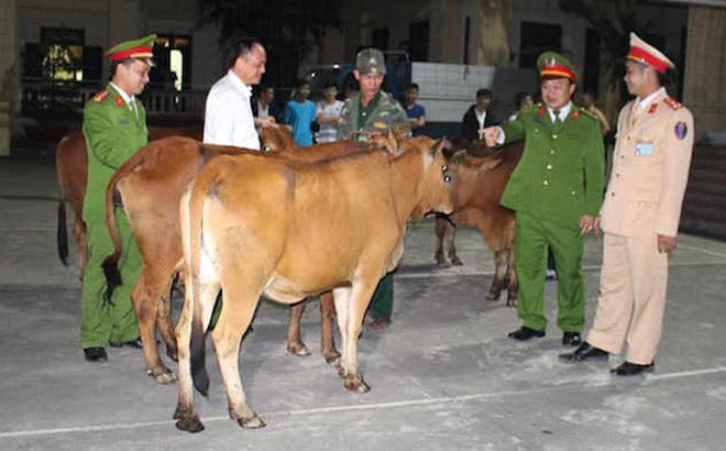 Cơ quan điều tra trao trả lại đàn bò bị mất cắp cho gia đình nạn nhân.
