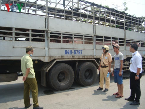 Cơ quan chức năng Trạm kiểm dịch động vật Thủ Đức (TPHCM) kiểm tra nguồn gốc, xuất xứ heo tại các cửa ngõ trước khi vào thành phố.