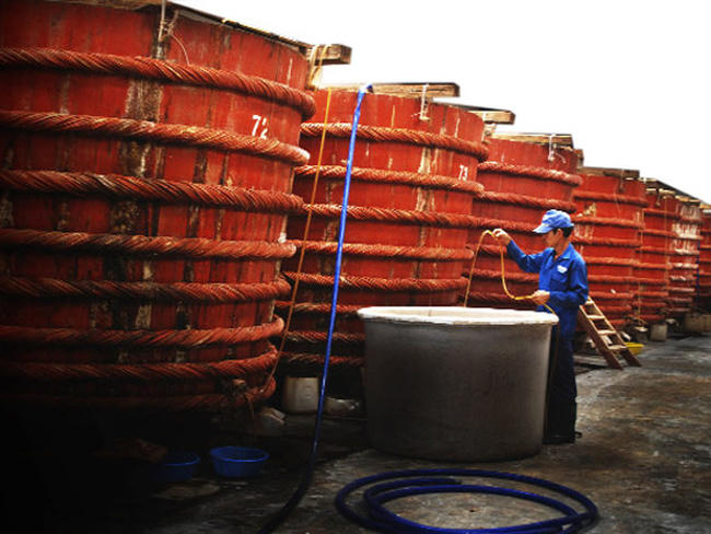 Theo Ban soạn thảo, TCVN về nước mắm chỉ là "quy phạm thực hành sản xuất, chế biến tốt", không bắt buộc áp dụng đối với các cơ sở sản xuất, chế biến nước mắm.