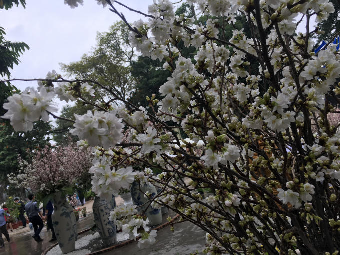 Rực rỡ sắc hoa anh đào tại Hà Nội