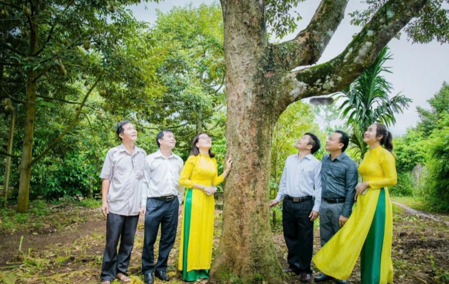 Những năm gần đây cây sầu riêng đã mang lại hiệu quả kinh tế cao cho nông dân. Ảnh: T.H
