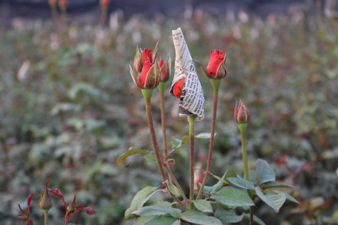 Và một loại hoa nữa cũng không kém phần đặc trưng của làng hoa Tây Tựu đó là hoa hồng. Theo những nhà vườn, hoa hồng cũng là loài hoa chủ lực mang lại thu nhập ổn định cho người dân.