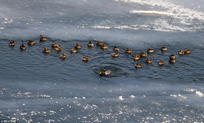 Những ch&uacute; vịt trời bơi tr&ecirc;n d&ograve;ng s&ocirc;ng băng ở Zenica. (Ảnh: Reuters)