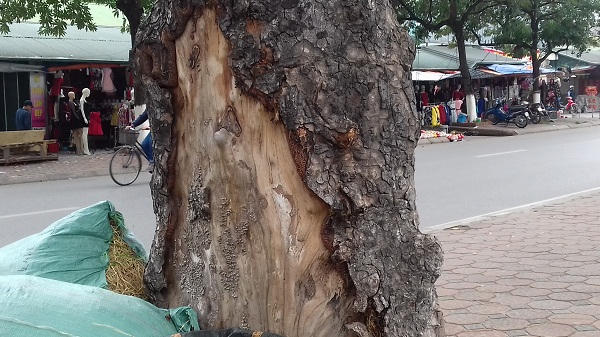 Có những cây đã bị lột vỏ từ rất lâu nay, đã thành vết sẹo lớn.