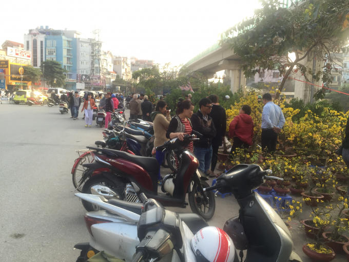 Nhiều người thích thú nhìn ngắm, lựa chọn và mua hoa mai về chơi Tết