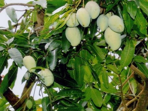Xoài cát Hòa Lộc, một đặc sản ở vùng Nam bộ. Ảnh: Đình Huệ/TTXVN