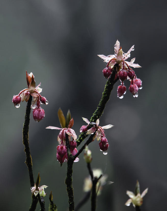Anh Hoàng Lâm, một thợ săn ảnh tại Hà Nội cho biết, cứ đến thời gian cuối đông, đầu xuân, anh lại vác máy lên Bà Nà để “chầu chực” bằng được khoảnh khắc đào chuông ngậm sương sớm ban mai. Với anh, đó là khoảnh khắc tuyệt diệu nhất để đào chuông thể hiện hết vẻ đẹp vừa hoang dại, gợi cảm của một loại hoa rừng, song vẫn toát lên sự mạnh mẽ và không kém phần quý phái của loài hoa vốn được xem là biểu tượng của vùng núi Chúa này.