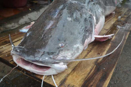 Đầu cá lăng khá lớn.