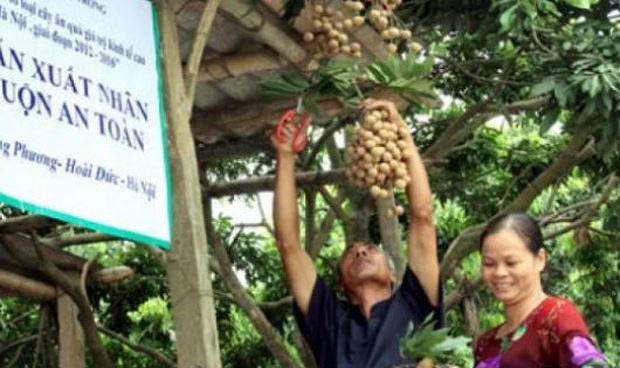 Nhãn chín muộn Hà Nội.