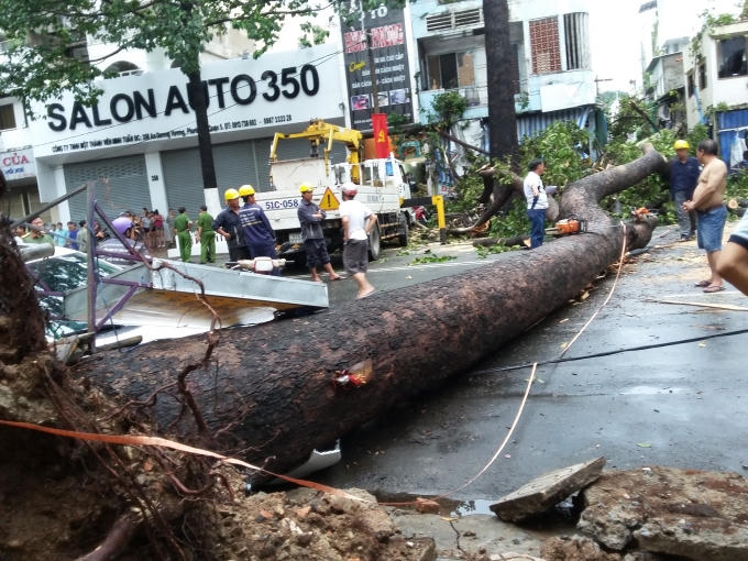 Cây cổ thụ cao hàng chục mét bất ngờ đổ sập.