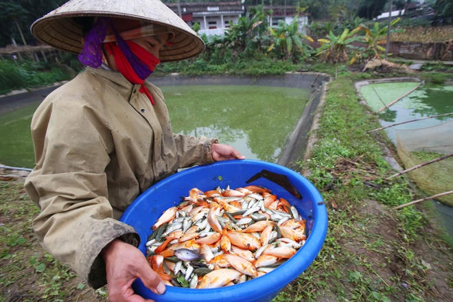 Đặc tính của cá chép đỏ là nuôi trong môi trường nước sạch. Nước bẩn cá sẽ mắc bệnh, chết nhiều. Cá lâu lớn nhưng chịu rét đậm rất tốt. So với năm trước, cá chép đỏ năm nay được giá hơn, một tạ cá bán được 7-9 triệu đồng (năm trước 6 triệu/tạ).