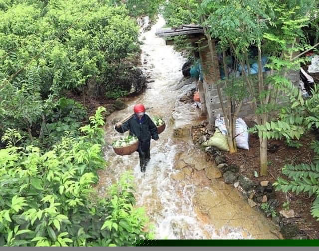 Đặc sản núi đá Xứ Lạng về Hà Nội, giá đắt gấp đôi vẫn đắt hàng