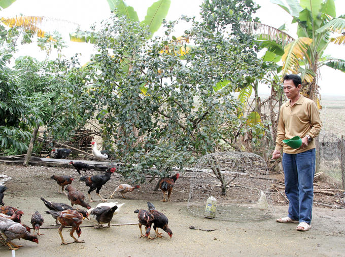 Ông Bình làm lại cuộc đời, chăm sóc đàn gà chọi, nuôi cá, trồng cây ăn quả...