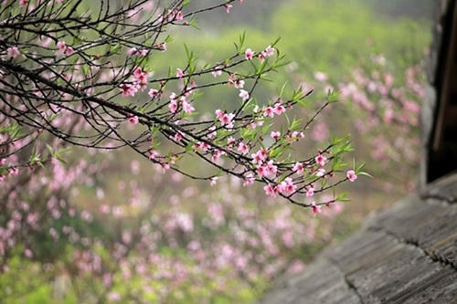Trời hửng nắng, nhiệt độ tăng nhẹ thích hợp cho người dân du xuân đầu năm. (Nguồn: internet)