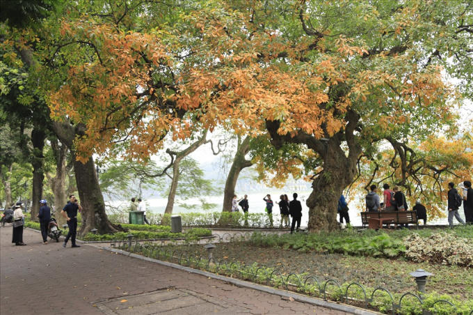 Hà Nội đẹp đến nao lòng mùa cây thay lá