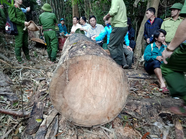 Nhiều cây gỗ lớn bị hạ sát